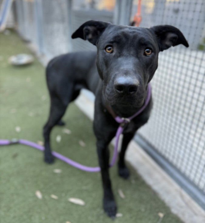 NIGHTSKY - Pit Bull Terrier available for adoption