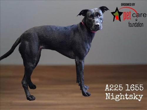 NIGHTSKY - Pit Bull Terrier available for adoption