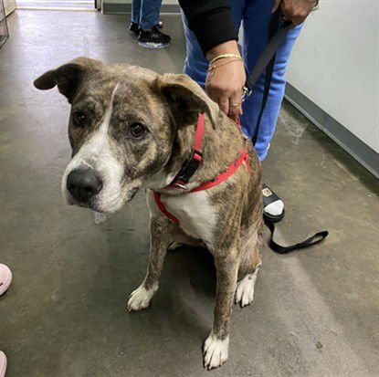 LESLIE - Pit Bull Terrier / Labrador Retriever available for adoption