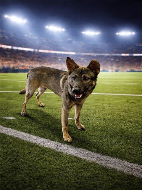 REX - German Shepherd Dog / Belgian Shepherd Malinois available for adoption