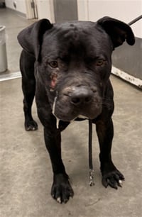 REGGIE - Photo 1