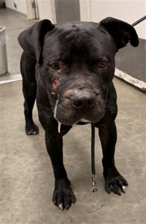 REGGIE - American Bulldog available for adoption