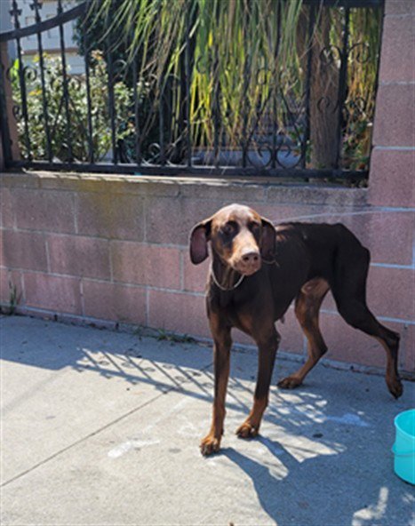 RUFUS - Doberman Pinscher available for adoption