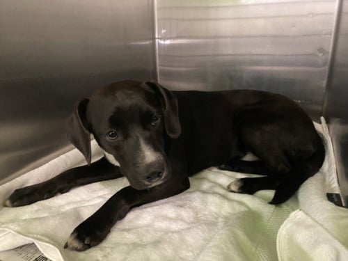 THOMAS - Labrador Retriever available for adoption