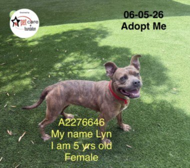 SHEBA - Pit Bull Terrier available for adoption