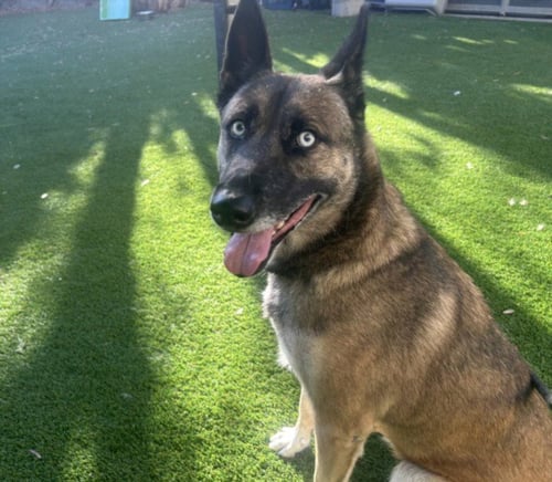 PEPPER - Belgian Shepherd Malinois available for adoption