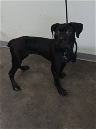 MICKEY - Boxer available for adoption