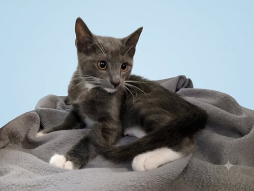 LINCOLN - Domestic Short Hair available for adoption