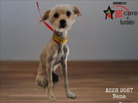NENE - Photo 1