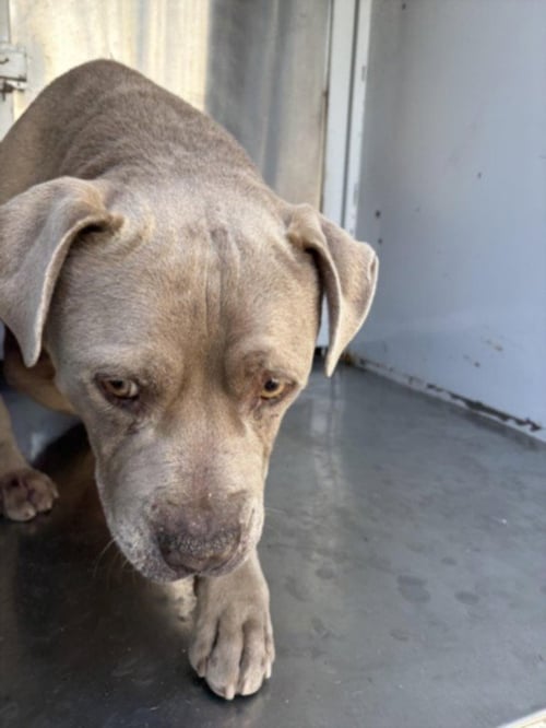 MIKE - Pit Bull Terrier available for adoption