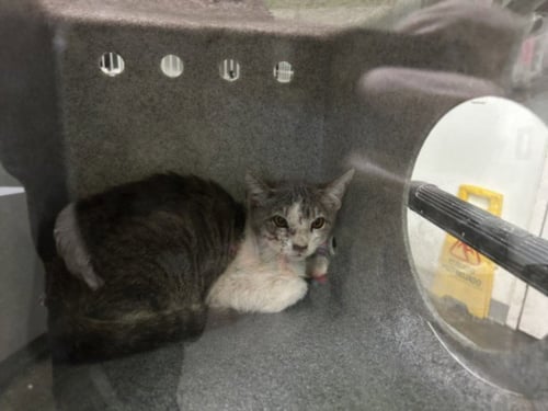 A2284517 - Domestic Short Hair available for adoption
