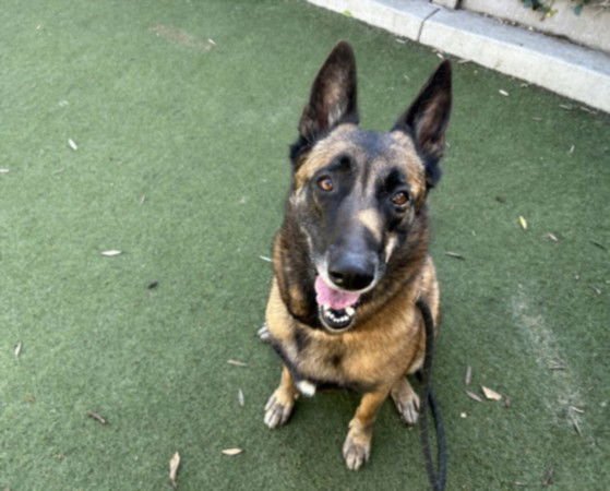 SANDRA - Belgian Shepherd Malinois available for adoption
