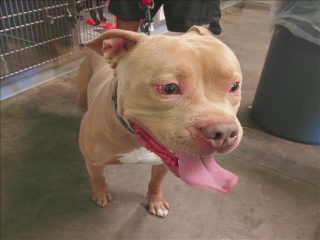 DEVO - Pit Bull Terrier available for adoption