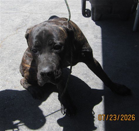 A2285845 - Mastiff available for adoption