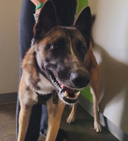 FEZCO - Belgian Shepherd Malinois available for adoption