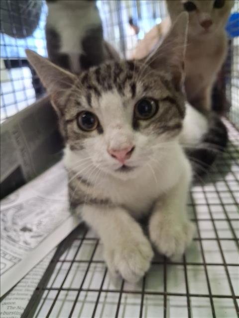 A2289141 - Domestic Short Hair available for adoption