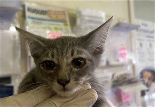 A2290123 - Domestic Short Hair available for adoption