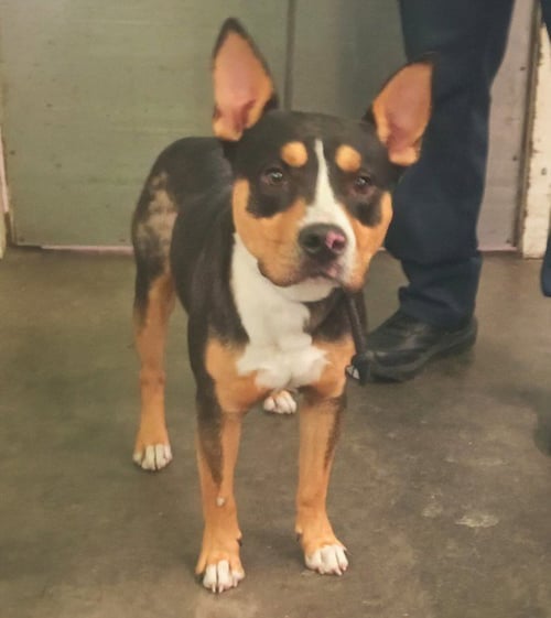 GORDON - Pit Bull Terrier available for adoption