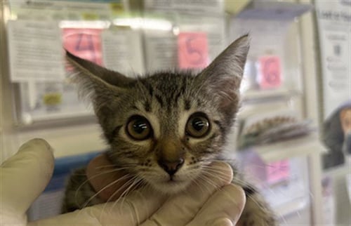 A2290121 - Domestic Short Hair available for adoption