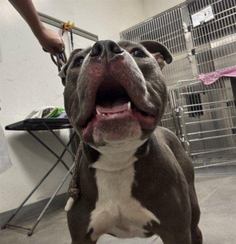 PETER - Pit Bull Terrier available for adoption