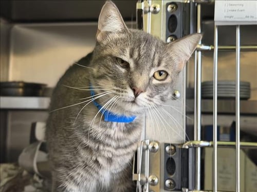 JOLLI BEE - Domestic Short Hair available for adoption