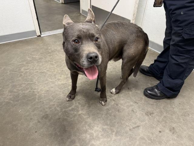 FLASH - American Staffordshire Terrier available for adoption