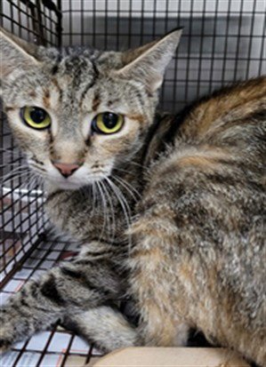 PANINI - Domestic Short Hair available for adoption