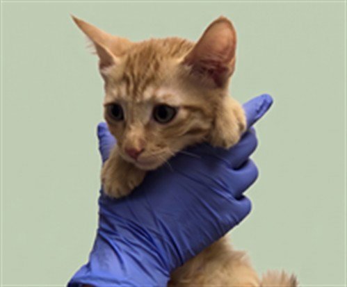 A2291960 - Domestic Short Hair available for adoption