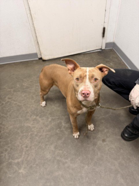 A2286202 - Pit Bull Terrier available for adoption