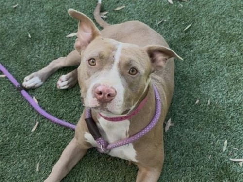 APPLE PIE - Pit Bull Terrier available for adoption