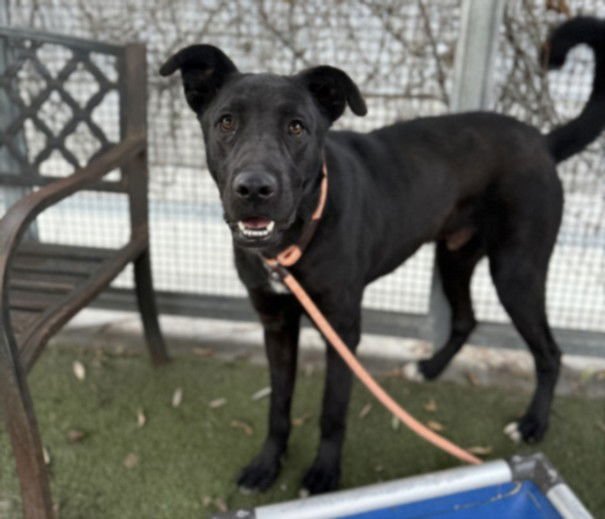 SAGE - Labrador Retriever available for adoption