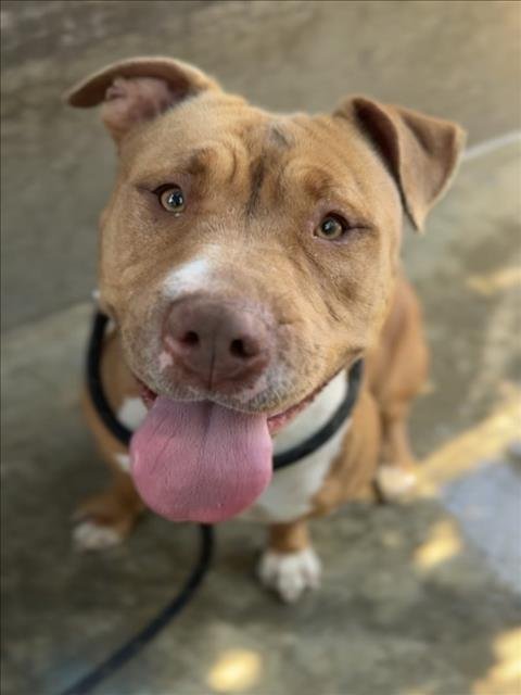 PRECIOUS - Pit Bull Terrier available for adoption