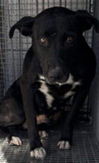 NERO - Photo 1