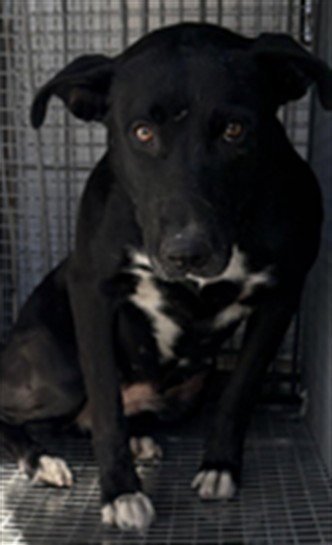 NERO - Pit Bull Terrier available for adoption