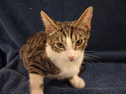 SUTTON - Domestic Short Hair available for adoption