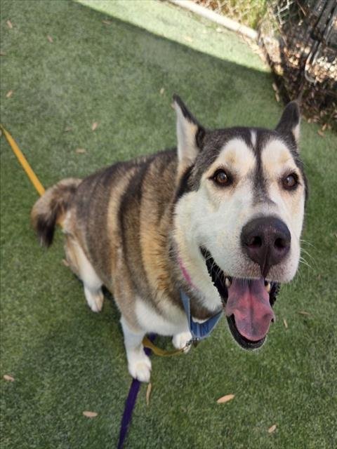PENNY LANE - Siberian Husky available for adoption