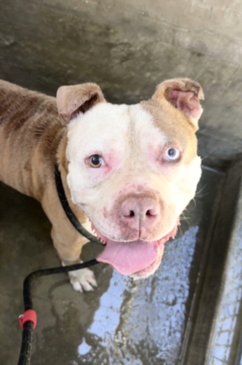 MATT - American Pit Bull Terrier available for adoption