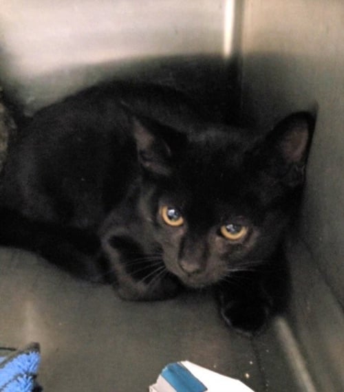 A2289711 - Domestic Short Hair available for adoption