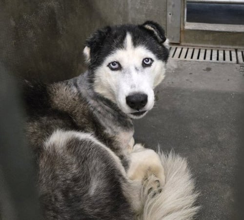 NATASHA - Husky available for adoption