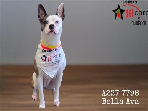 BELLA AVA - Pit Bull Terrier available for adoption