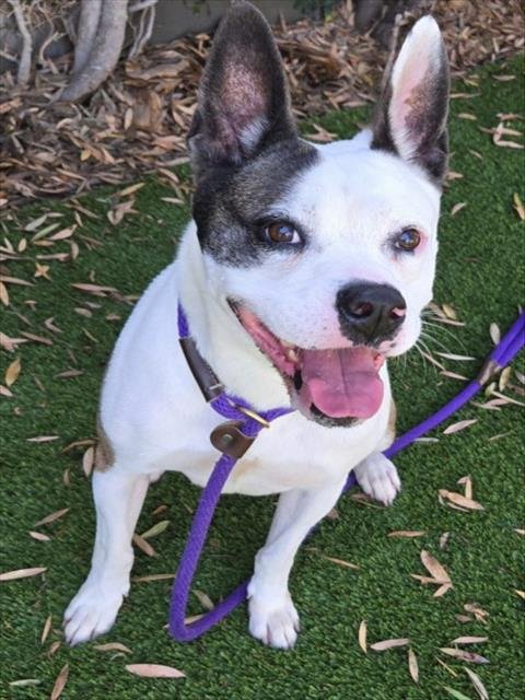 BELLA AVA - Pit Bull Terrier available for adoption