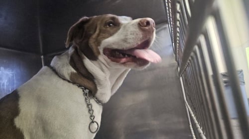 MELON - Pit Bull Terrier available for adoption