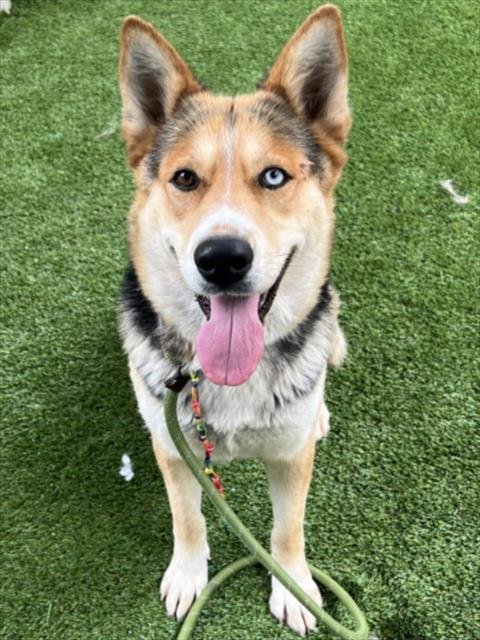 DELILAH - Siberian Husky / German Shepherd Dog available for adoption