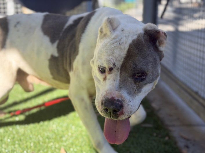 BENITO - Pit Bull Terrier available for adoption