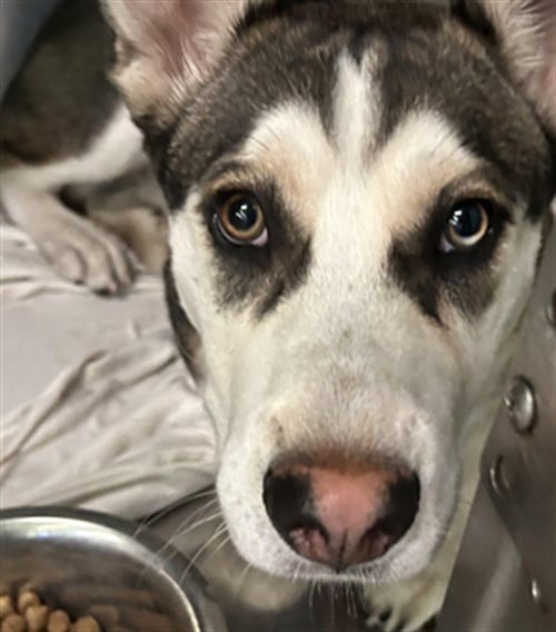PIP - Siberian Husky available for adoption
