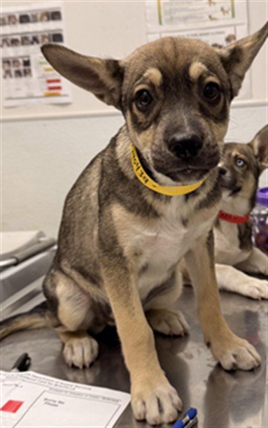 A2290439 - Husky / Chihuahua available for adoption