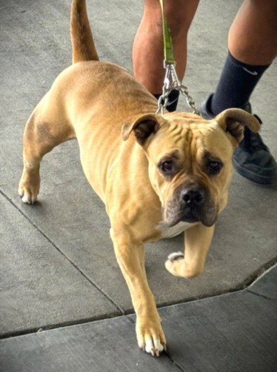 MOUSE - Pit Bull Terrier available for adoption