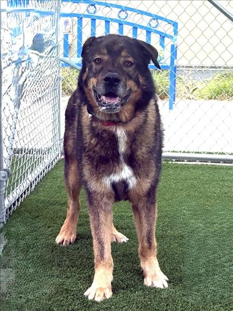 BUCKY Image