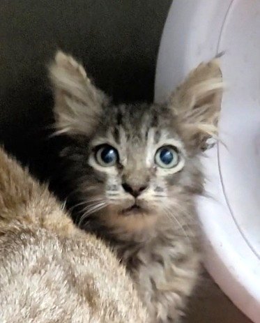 A2290417 - Domestic Short Hair available for adoption