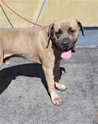HANK - Bullmastiff available for adoption